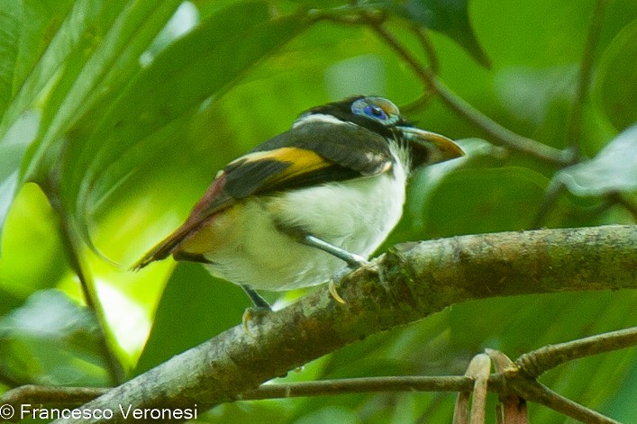 Wattled Broadbill - ML468241321