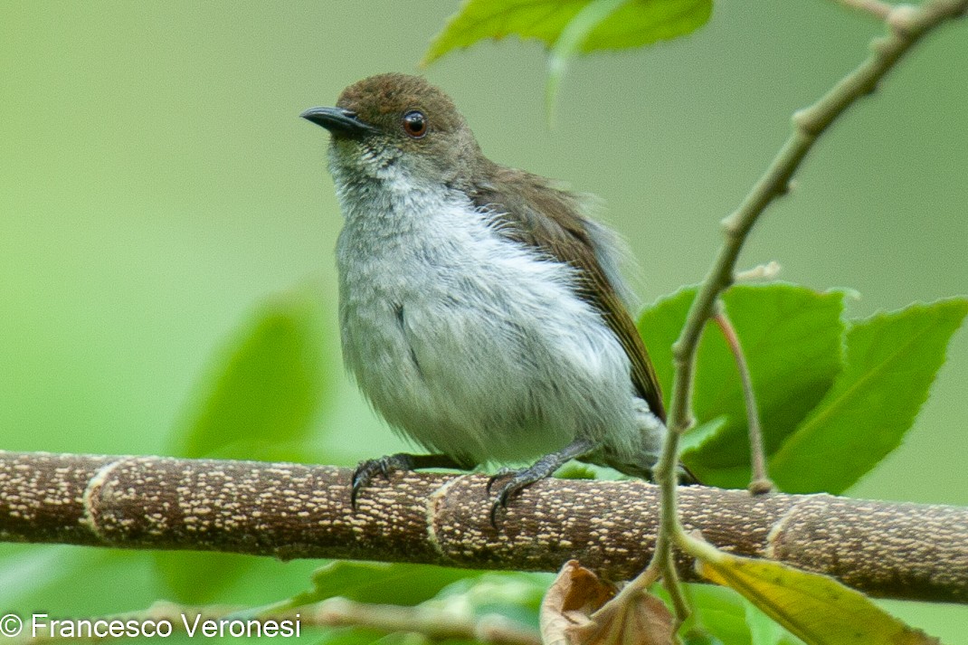 White-bellied Flowerpecker - ML468241431