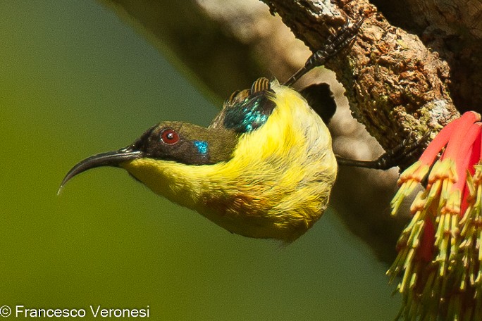 Metallic-winged Sunbird (Southern) - ML468241481