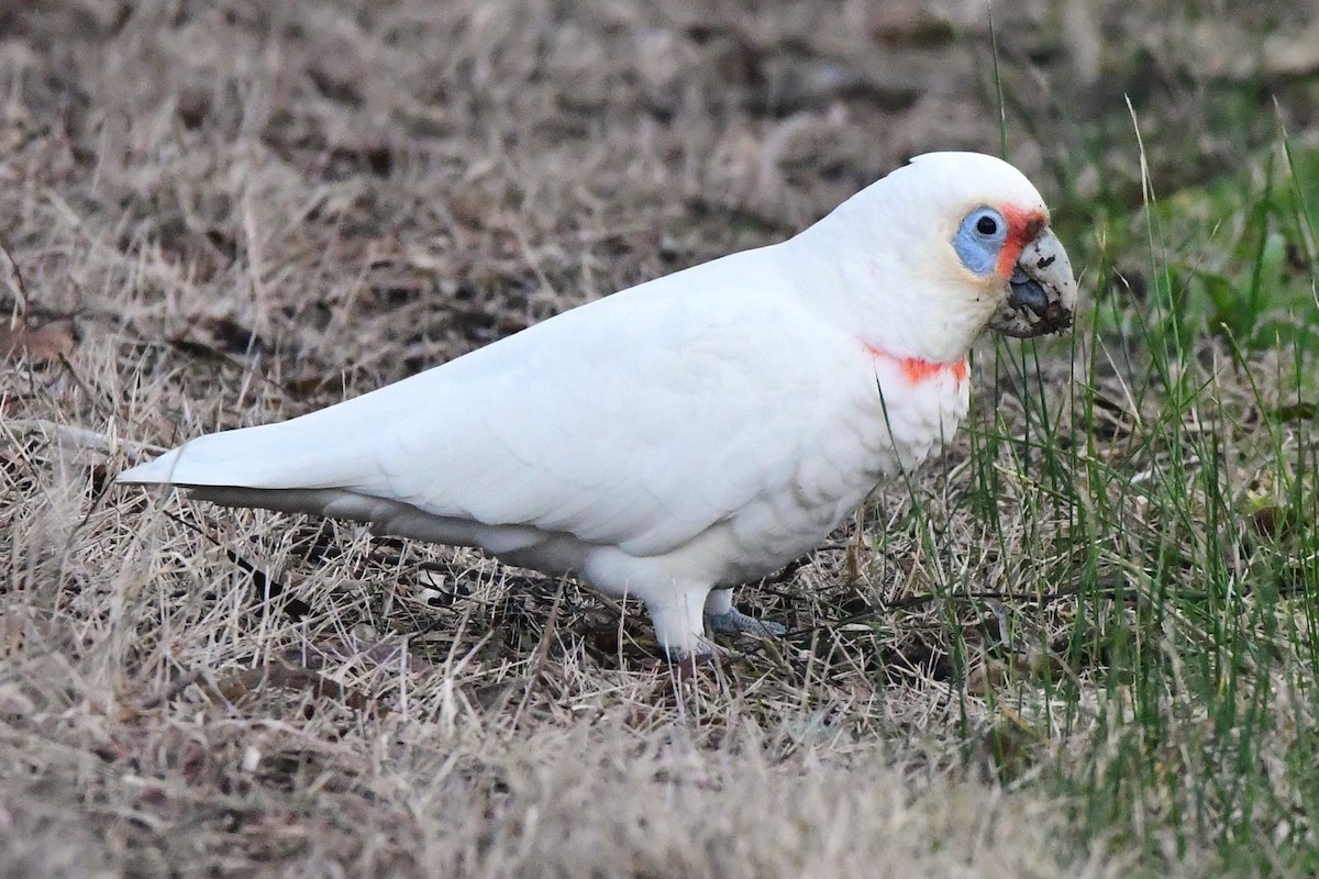 Long-billed Corella - ML468241951