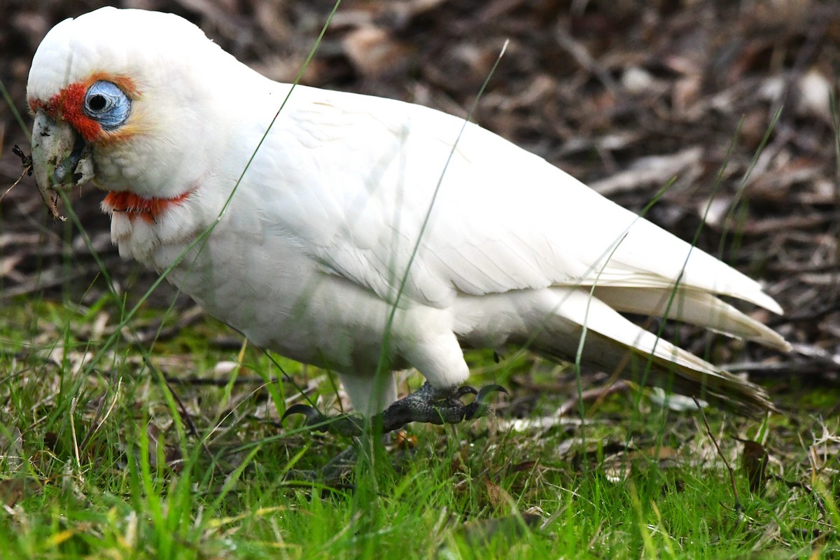 Long-billed Corella - ML468241961