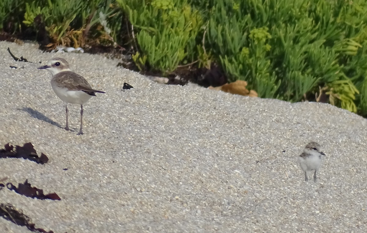 hvitbrystlo - ML468242471