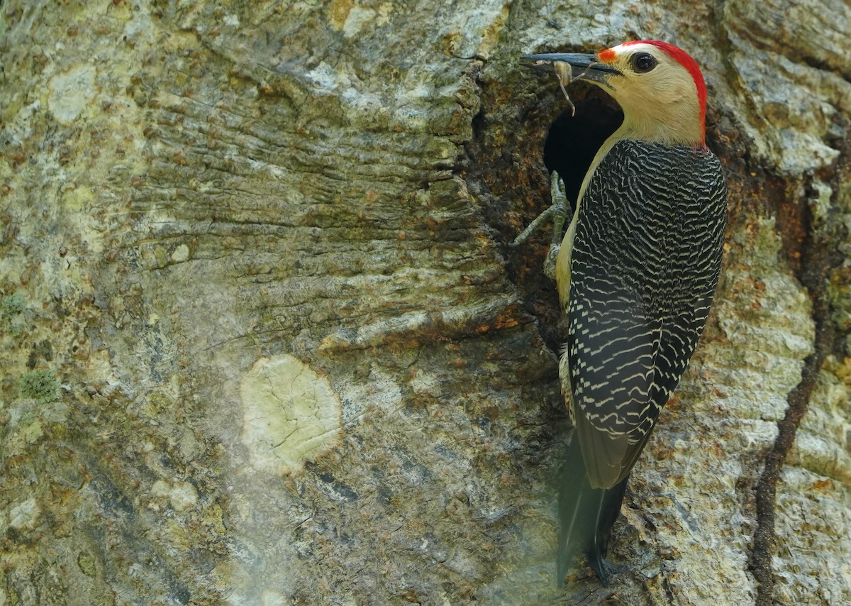 Golden-fronted Woodpecker (Velasquez's) - ML468242491