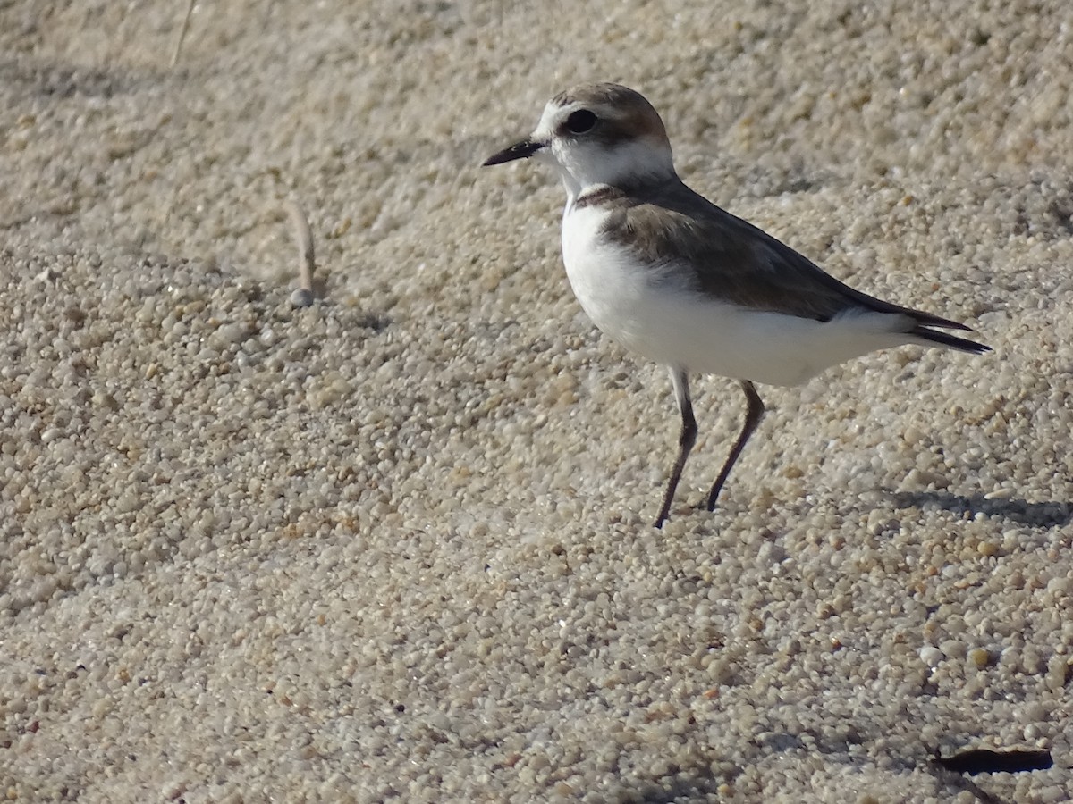 hvitbrystlo - ML468242511