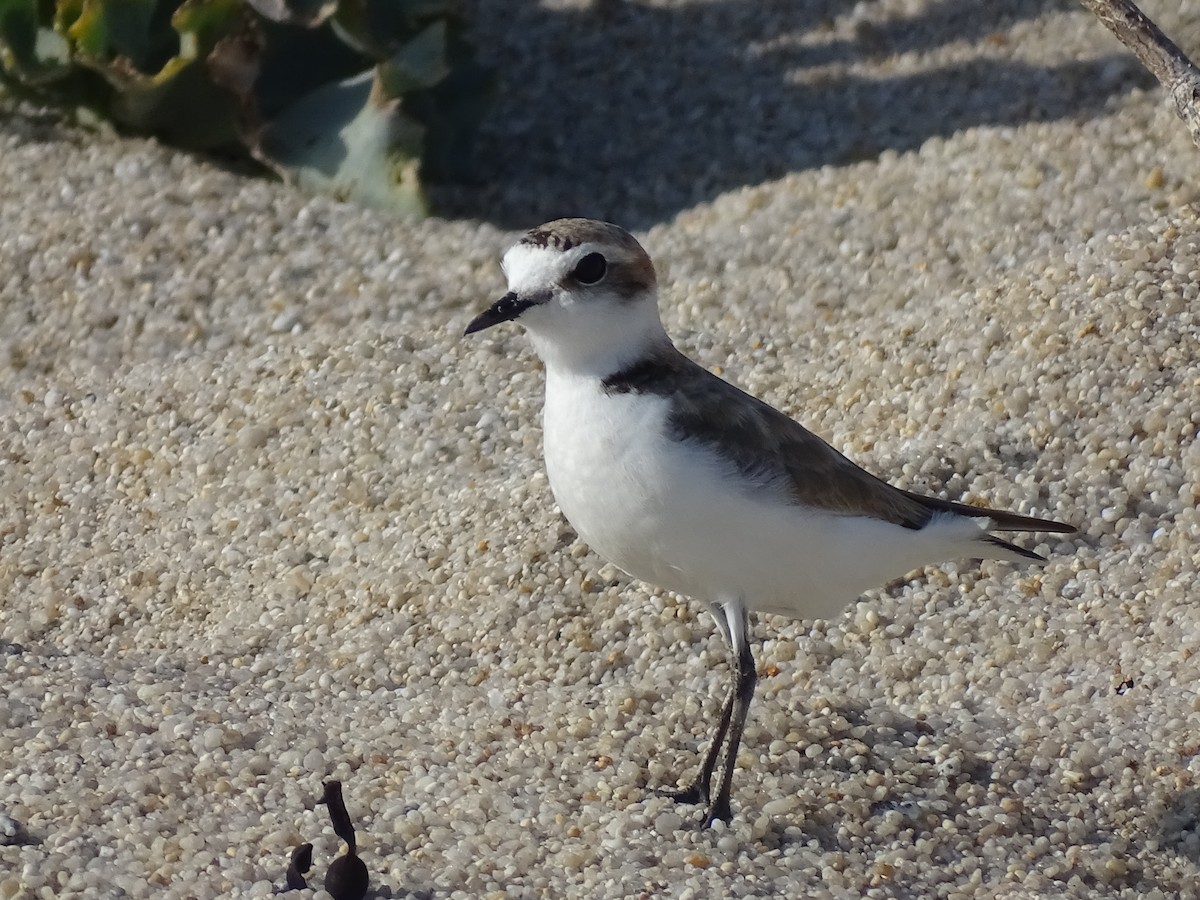 hvitbrystlo - ML468242521