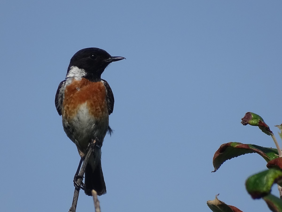 svartstrupe - ML468242631