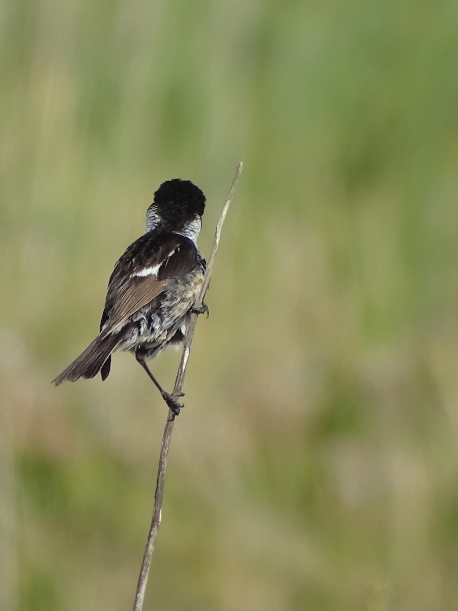 svartstrupe - ML468242641