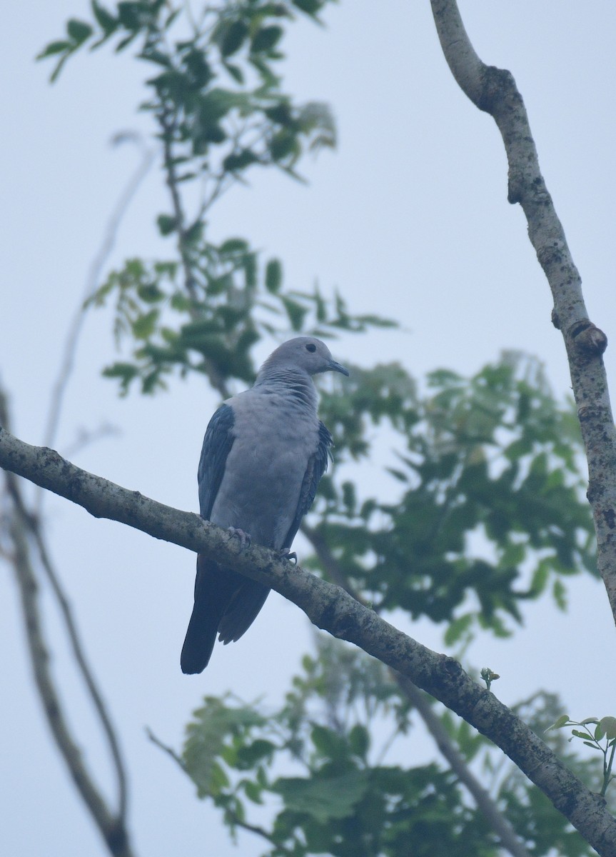 Green Imperial-Pigeon - ML468244501