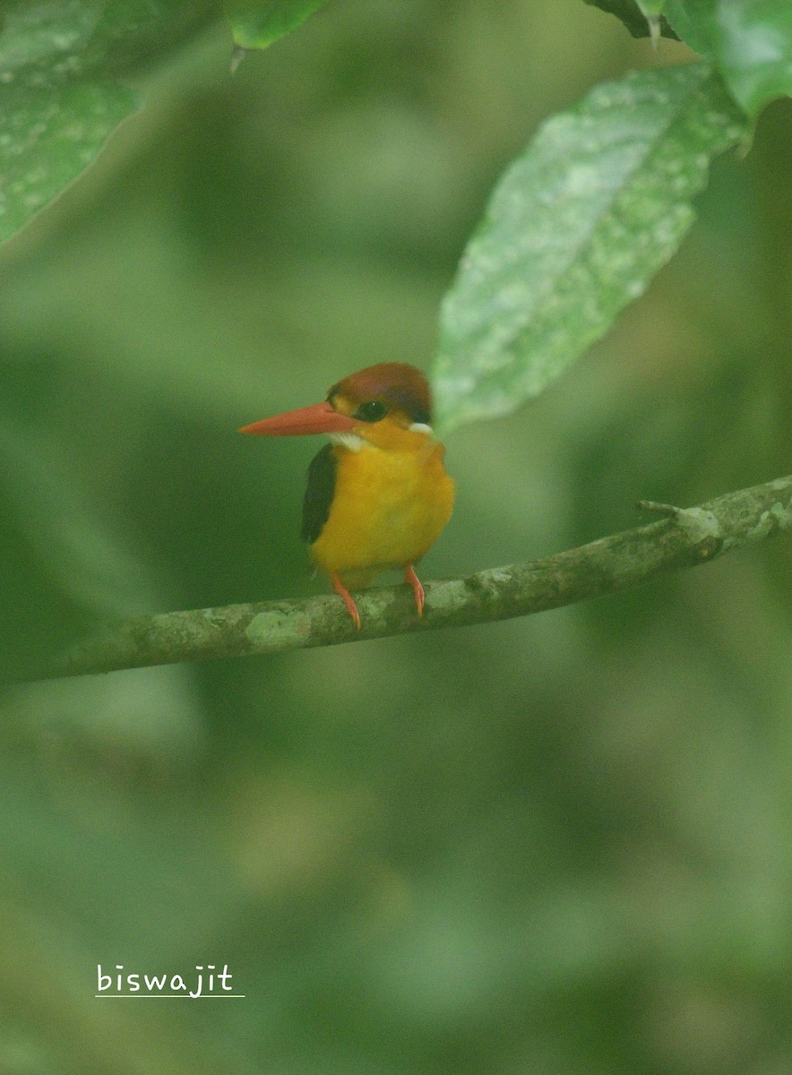 Black-backed Dwarf-Kingfisher - ML468244531