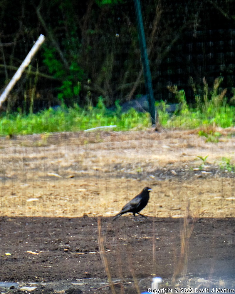 American Crow - ML468245691