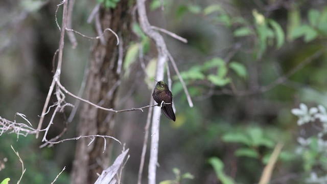 Perija Metaltail - ML468245761