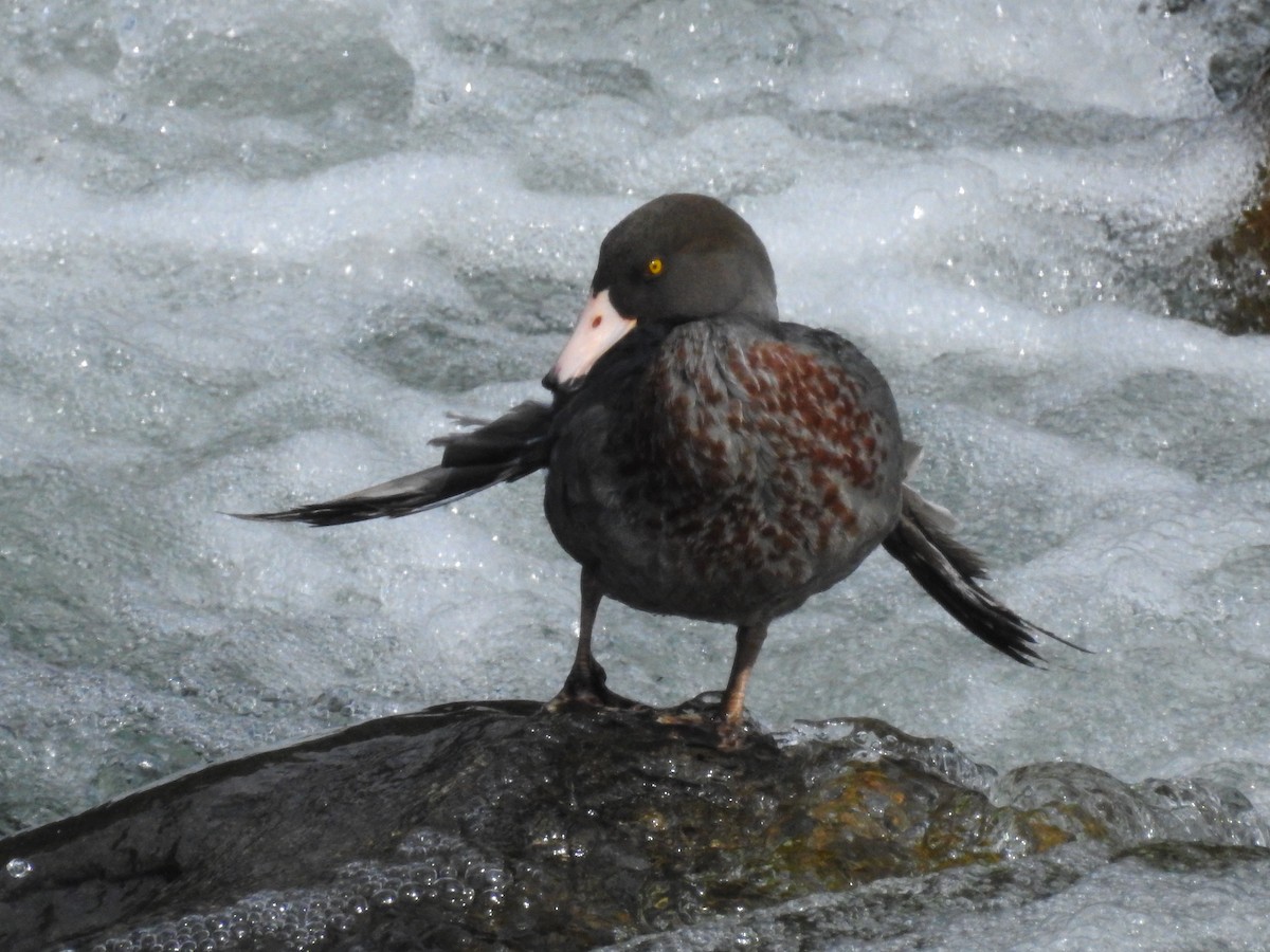 Blue Duck - ML468246621