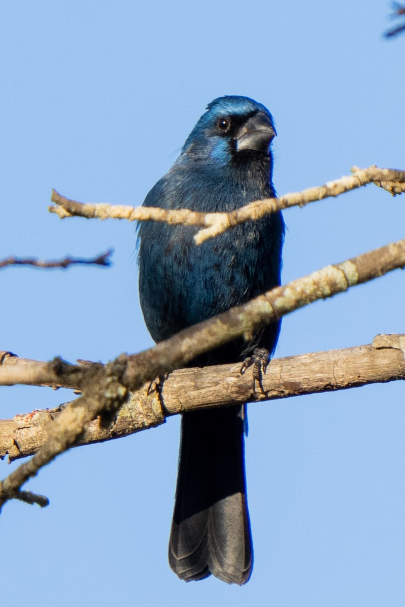 Ultramarine Grosbeak - ML468247171