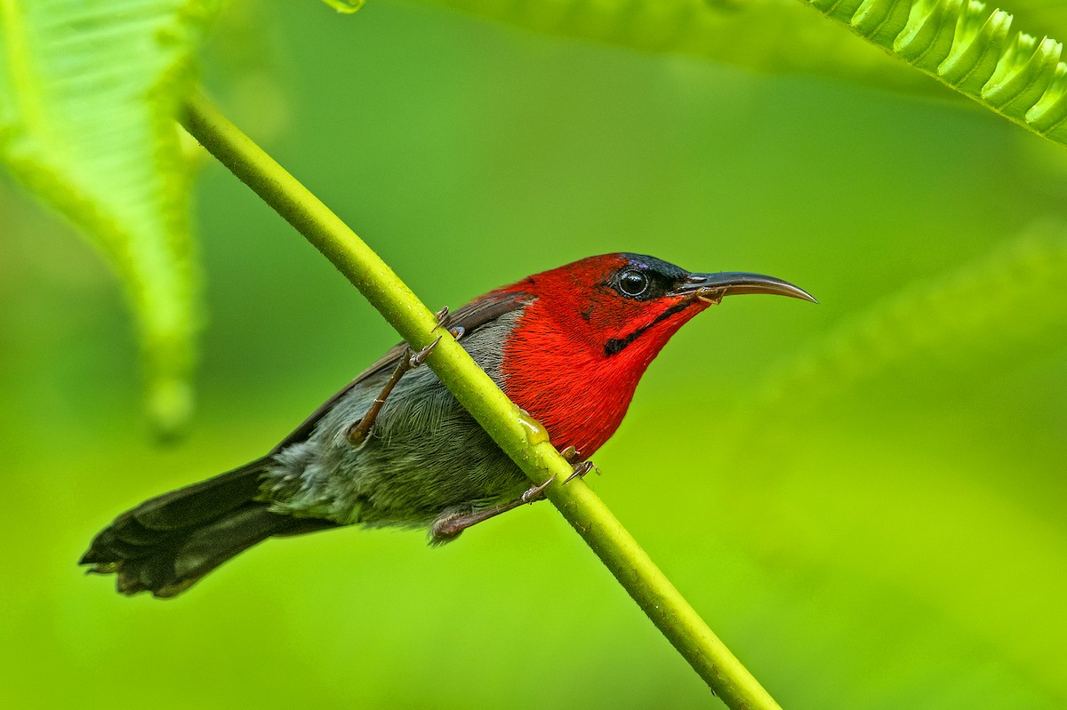 Crimson Sunbird - ML468247221