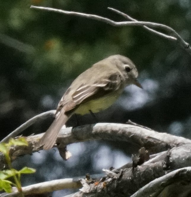 Hammond's Flycatcher - ML468248931