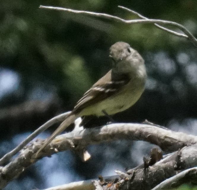 Hammond's Flycatcher - ML468248941