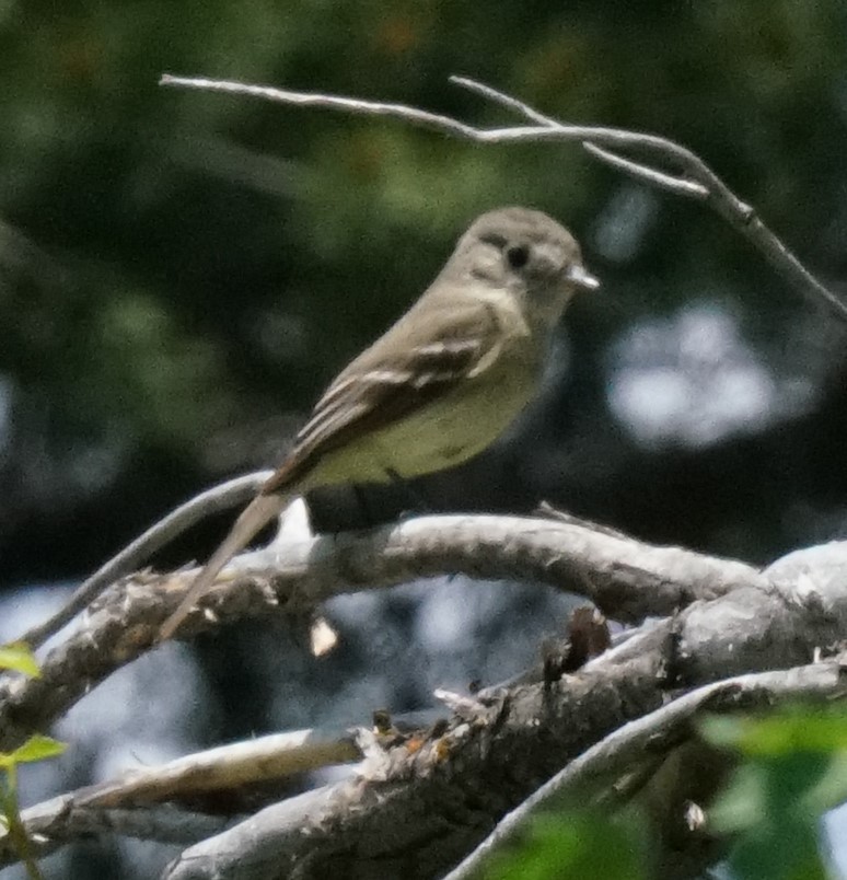 Hammond's Flycatcher - ML468248951