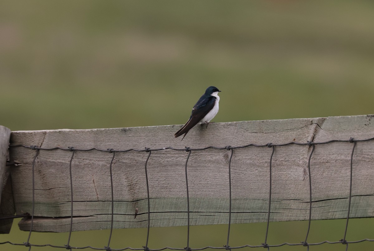 Golondrina Bicolor - ML468248981