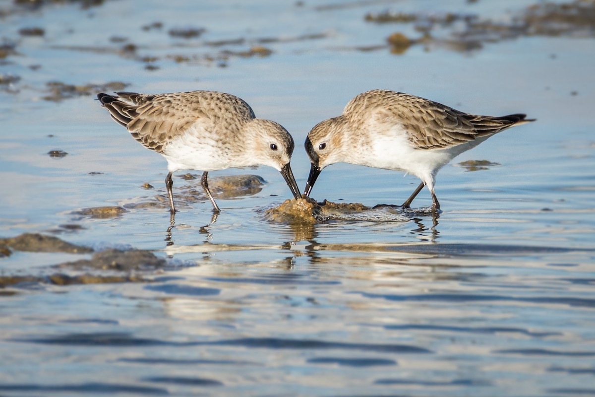 Dunlin - Fátima Garrido Ceacero