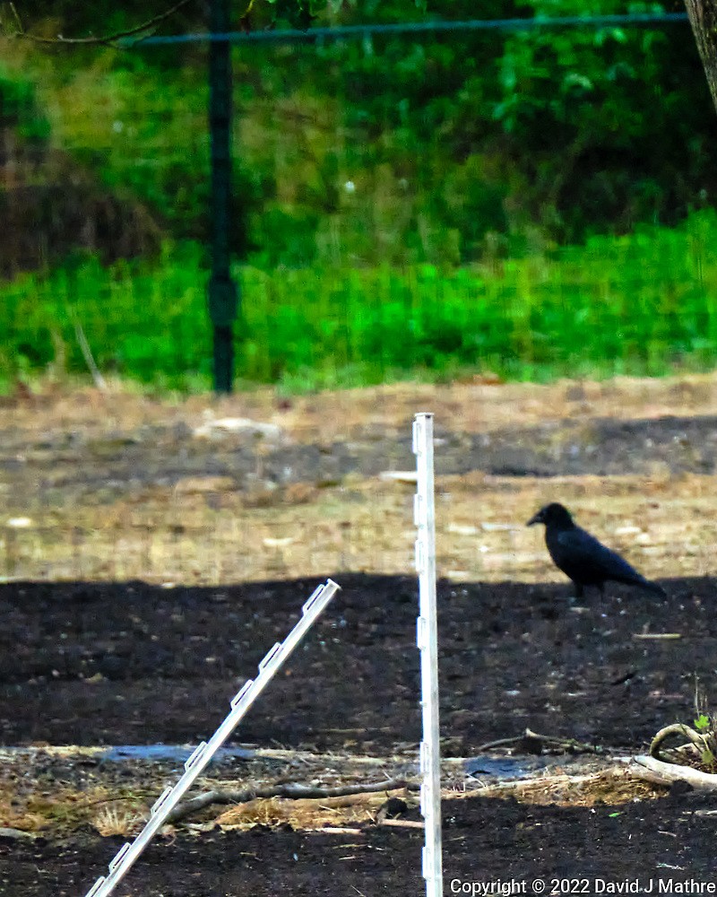 American Crow - ML468250611