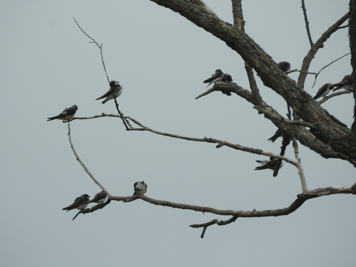 Tree Swallow - ML468252161