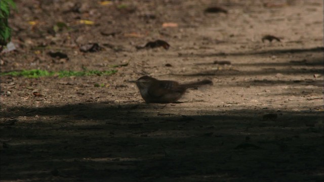 Bewick's Wren - ML468253