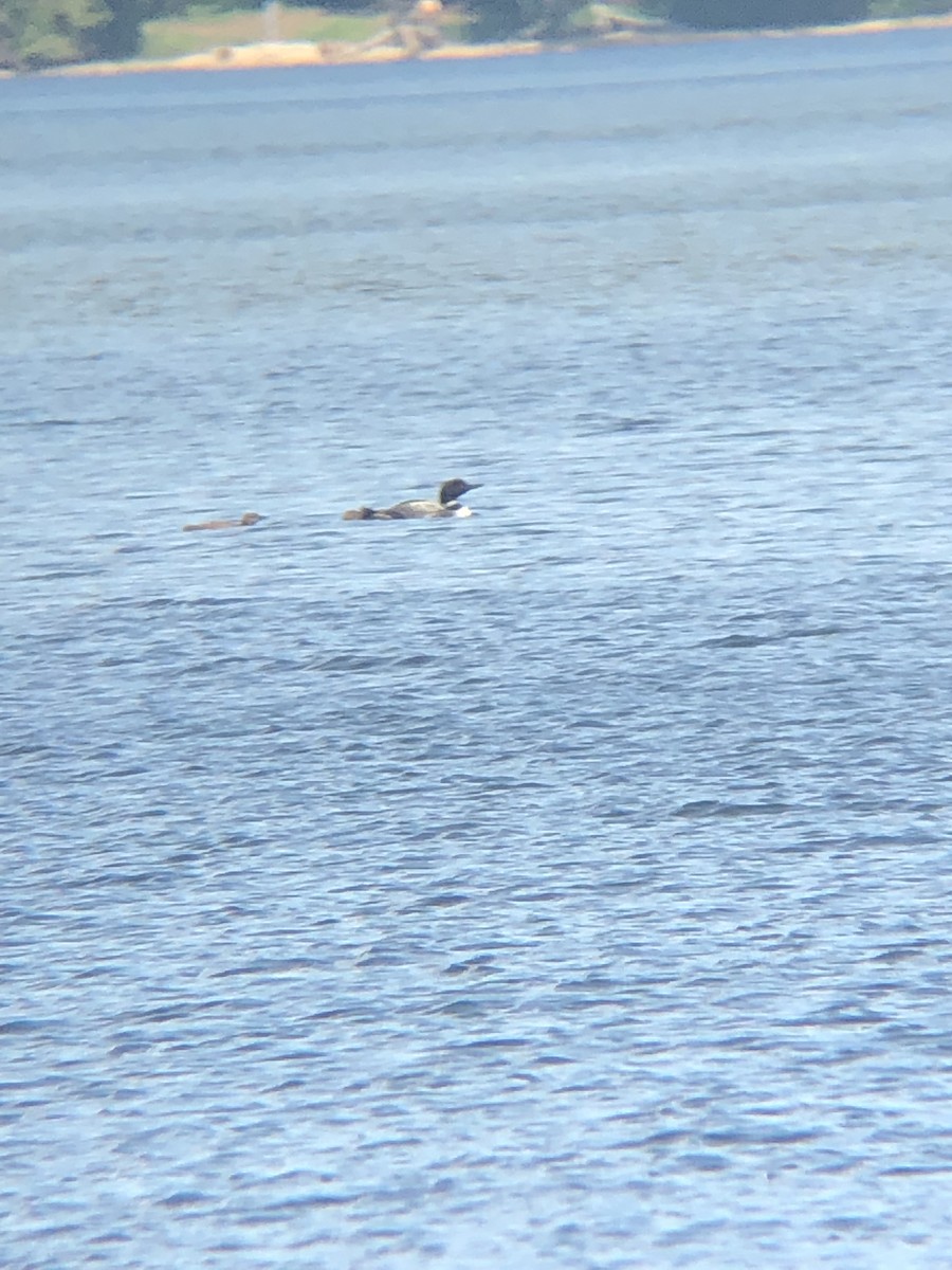 Common Loon - ML468253201