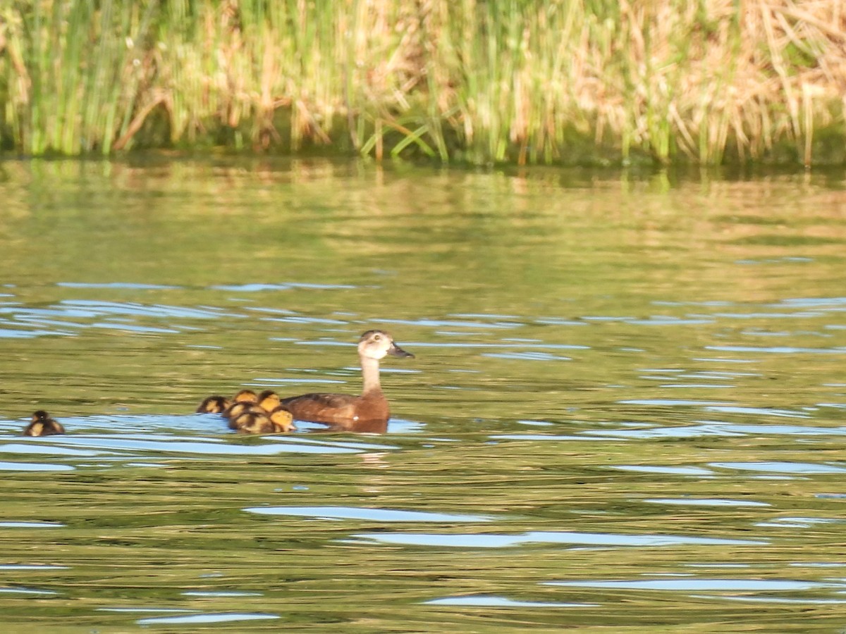 Ring-necked Duck - ML468253521