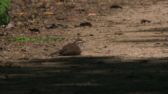 Troglodyte de Bewick - ML468254