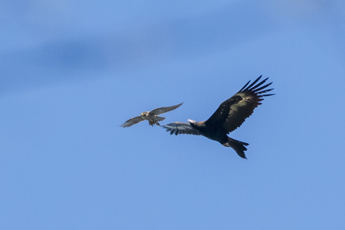 Wedge-tailed Eagle - ML468254041