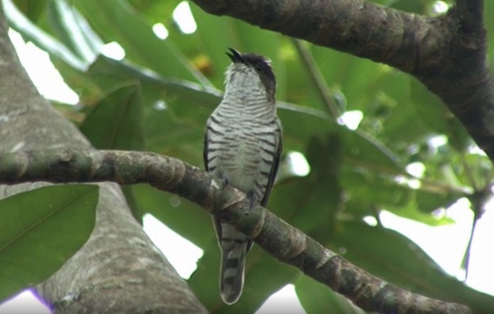 Shining Bronze-Cuckoo (New Caledonian) - ML468254291