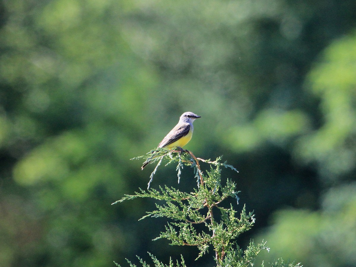 Western Kingbird - ML46825441