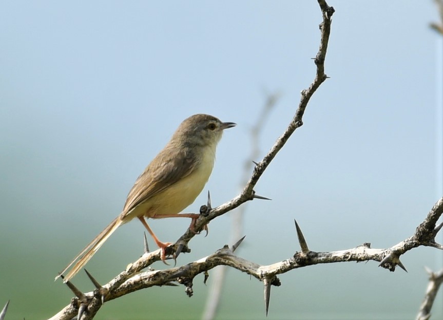 Jungle Prinia - ML468255221