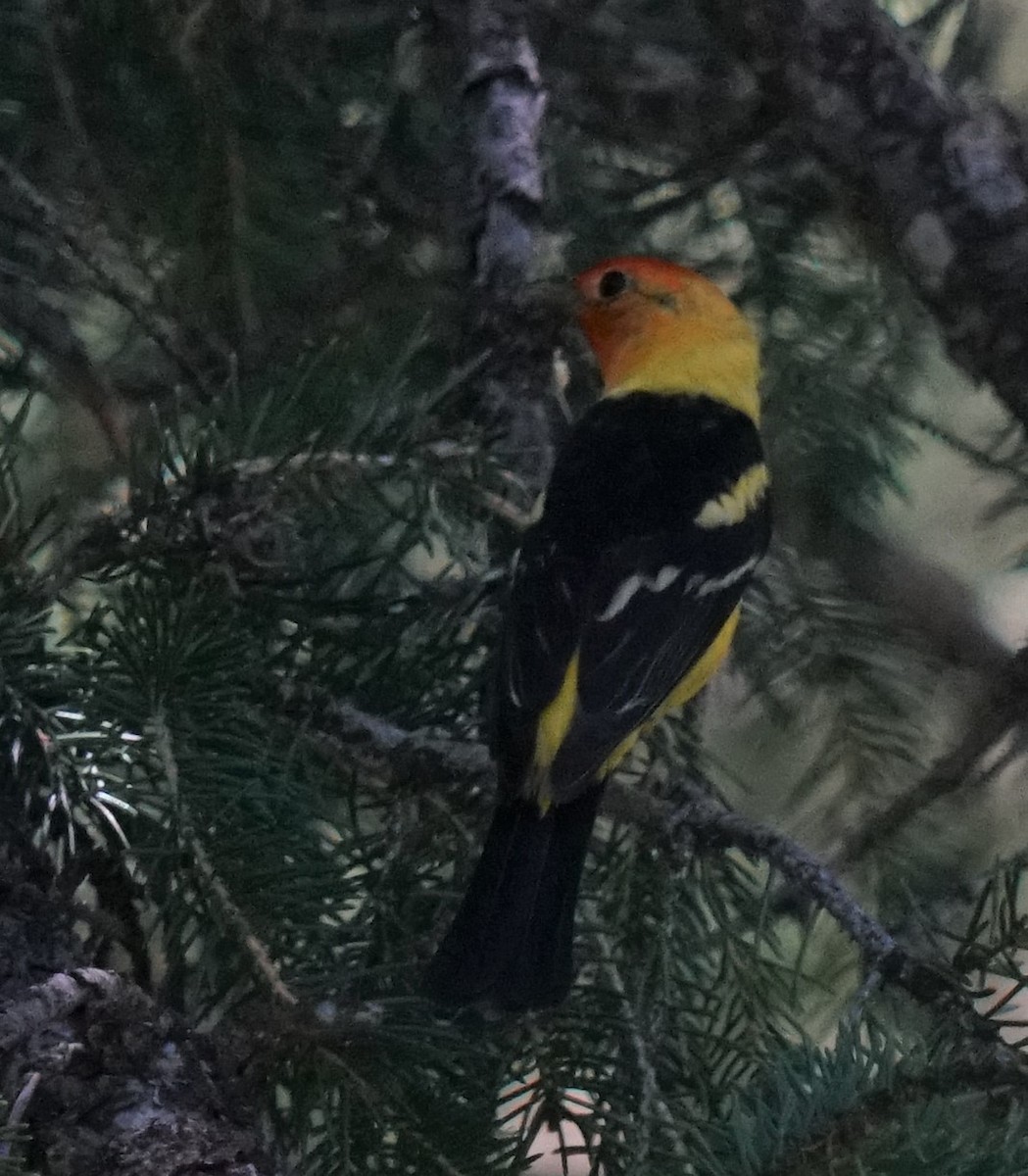 Western Tanager - ML468255351