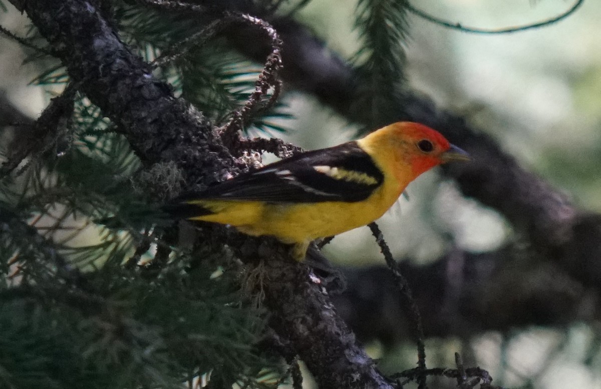 Western Tanager - ML468255361