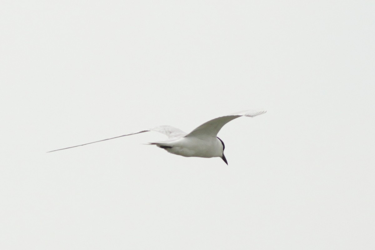 Gull-billed Tern - Prue Reid