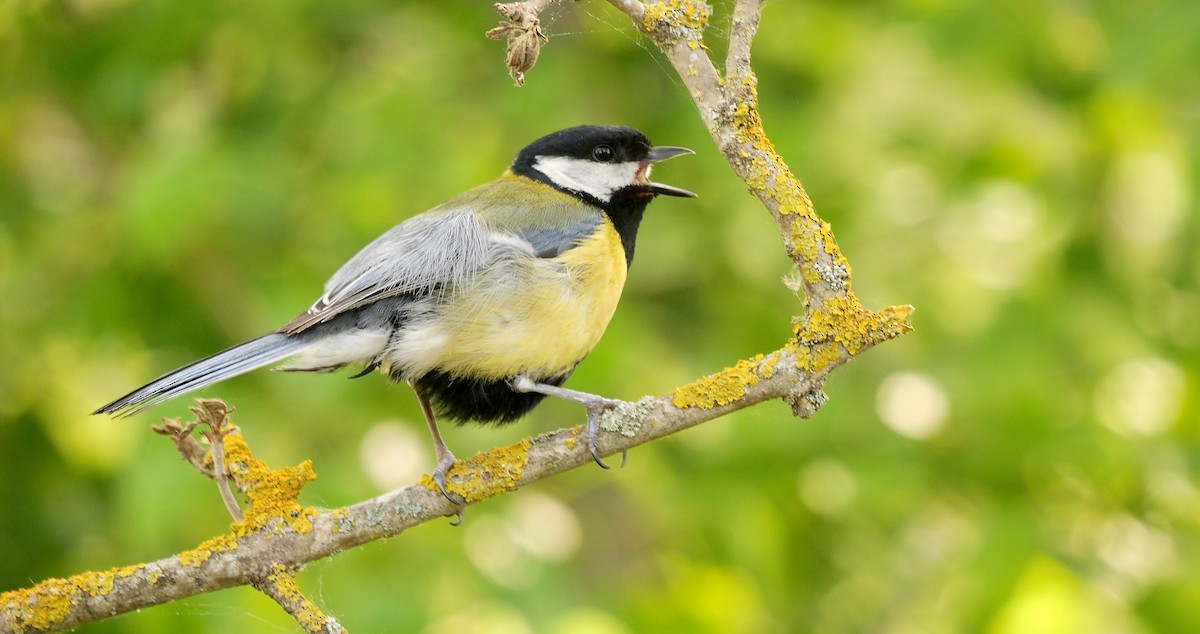 Great Tit (Great) - ML468256991