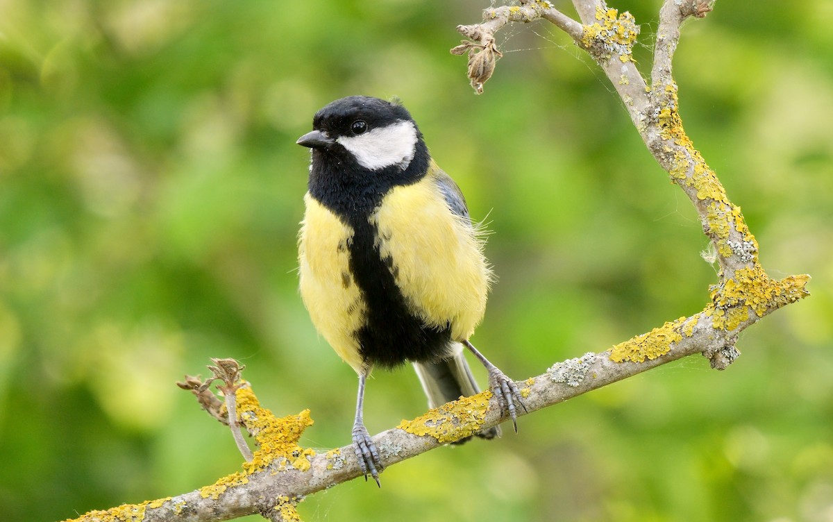 Great Tit (Great) - ML468257001