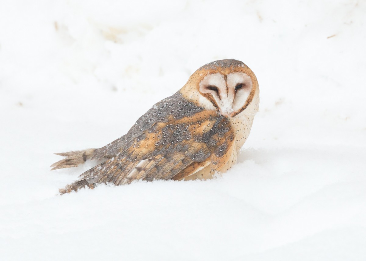 Barn Owl - Darren Clark