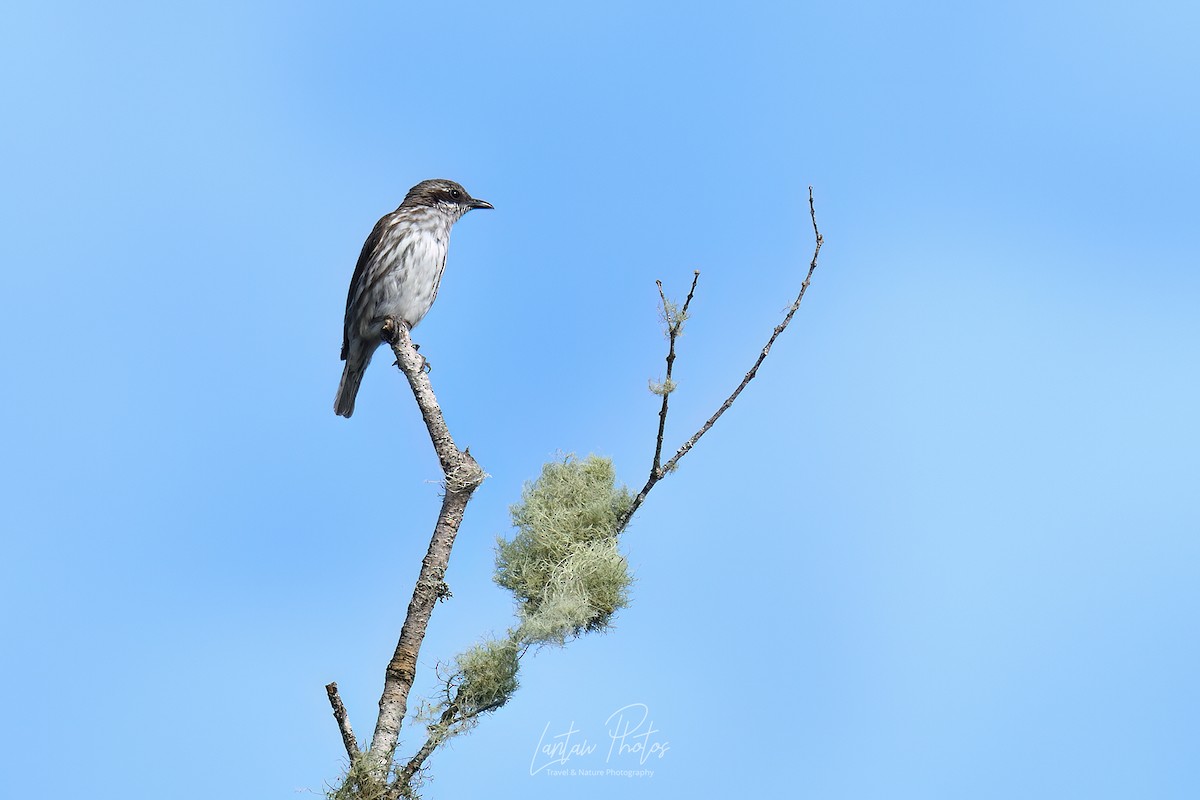 Stripe-breasted Rhabdornis - Allan Barredo