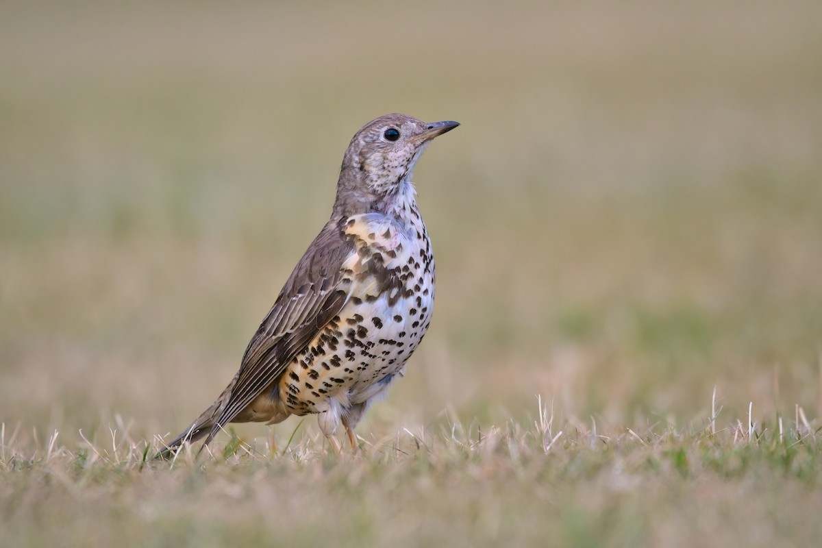 Mistle Thrush - ML468257911