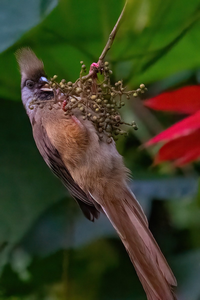 Speckled Mousebird - ML468260461