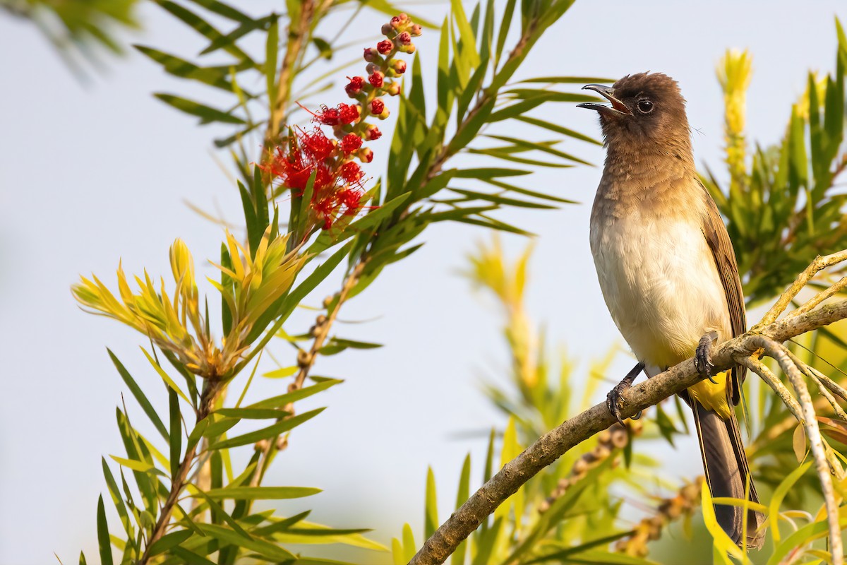 Common Bulbul - ML468260481