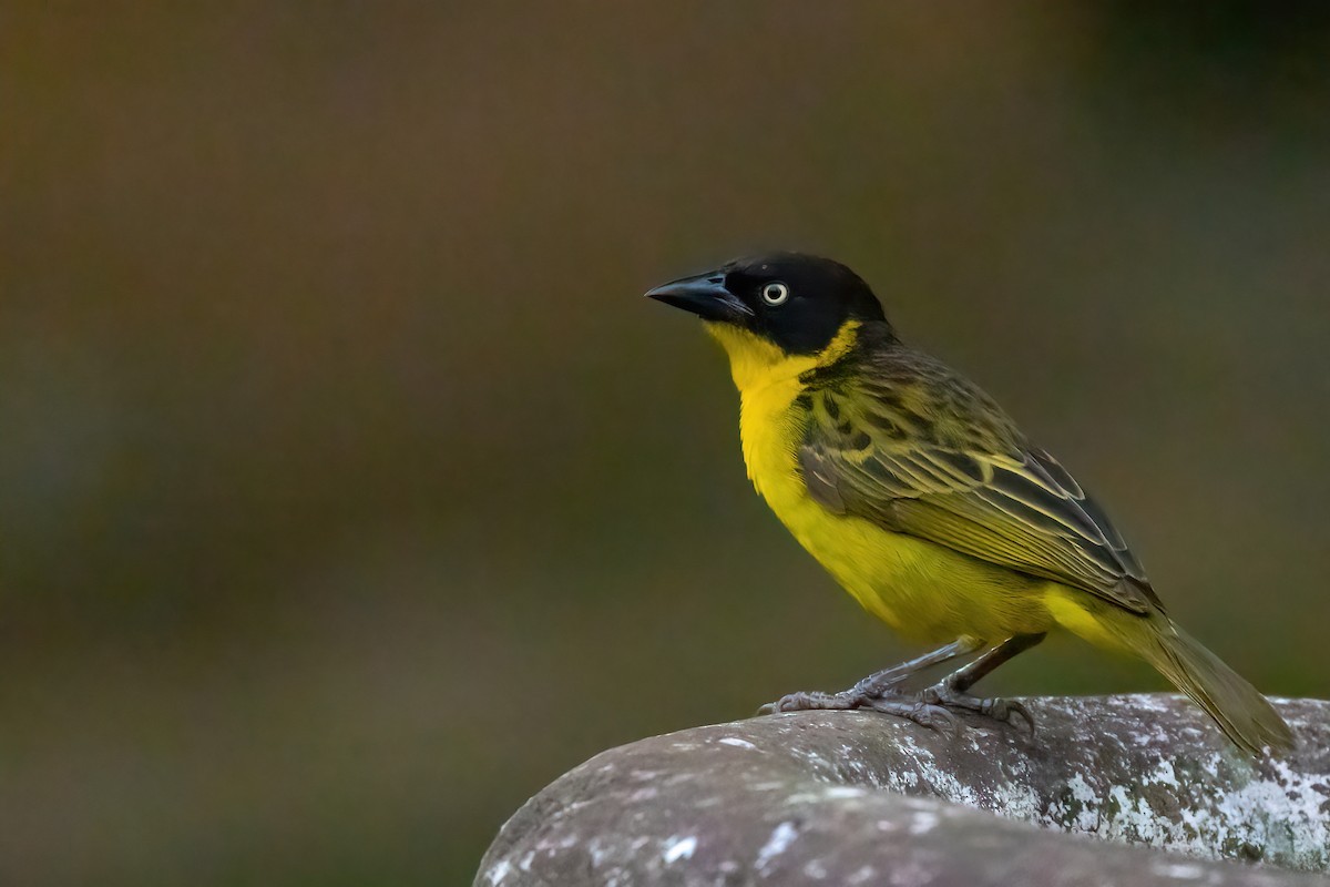 Baglafecht Weaver - ML468260741