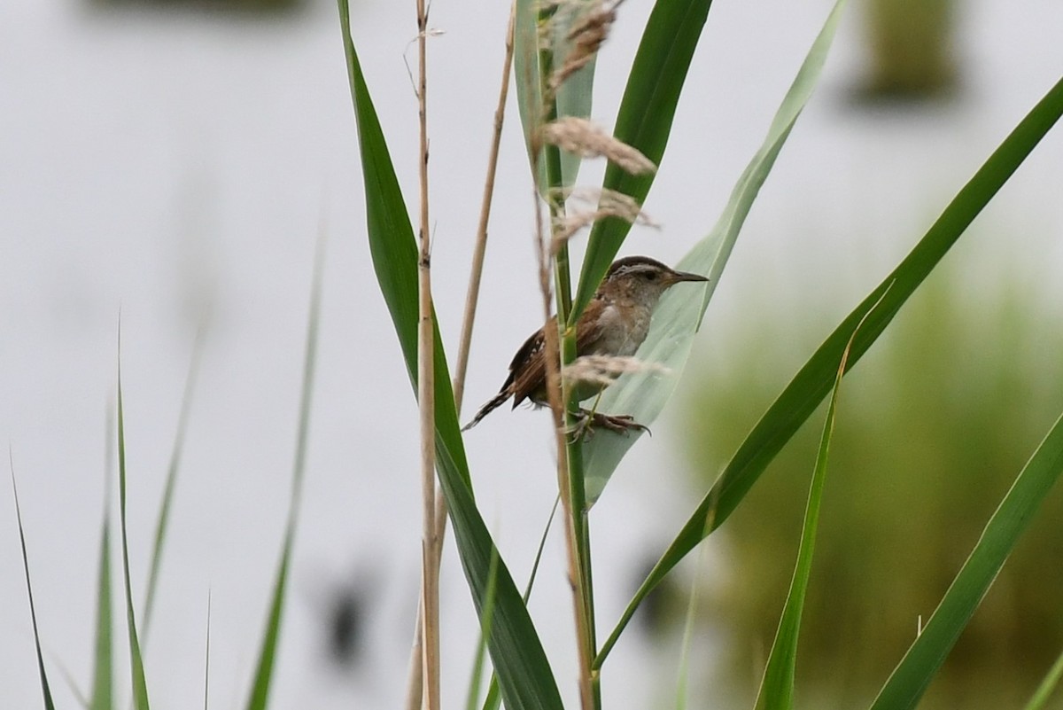 Marsh Wren - ML468260751
