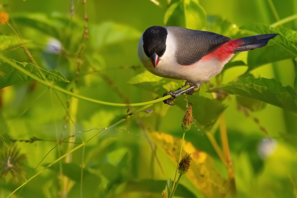 Black-crowned Waxbill - ML468260861