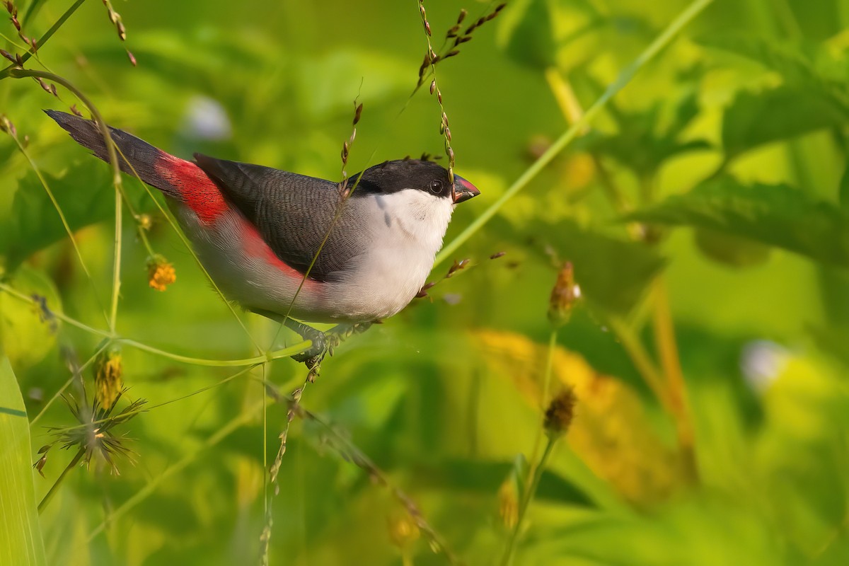 Black-crowned Waxbill - ML468260871