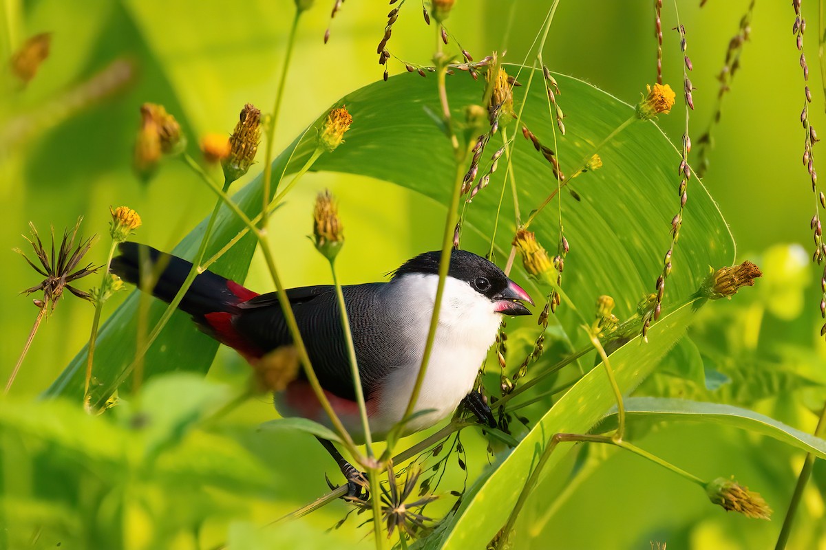 Black-crowned Waxbill - ML468260881