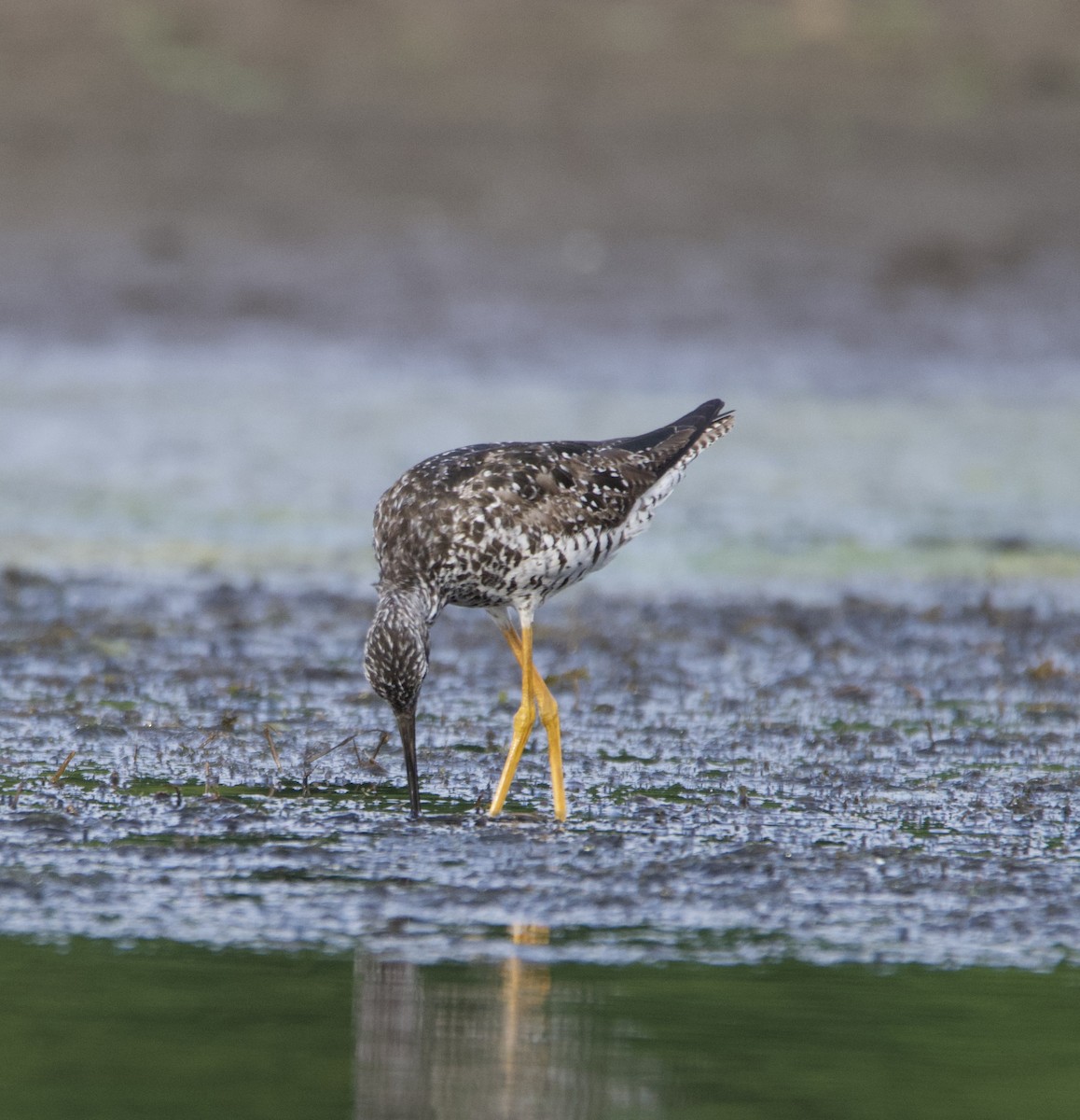 Greater Yellowlegs - lawrence connolly