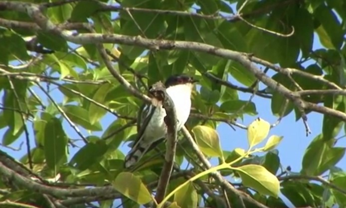 Little Bronze-Cuckoo (Pied) - ML468261291